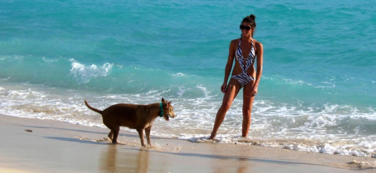 The Best Dog Parks & Dog Friendly Beaches In Miami Beach